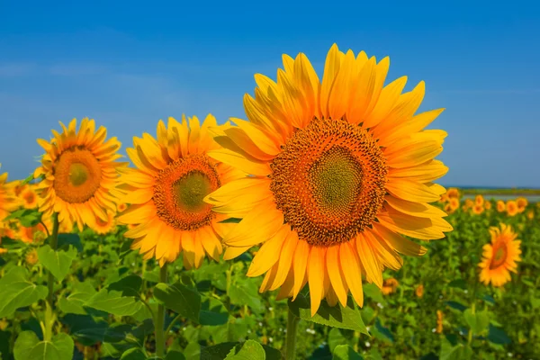 Closeup sunflowers — Stock Photo, Image