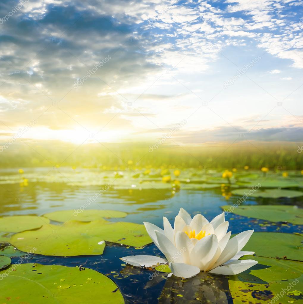 White water lily on a evening river