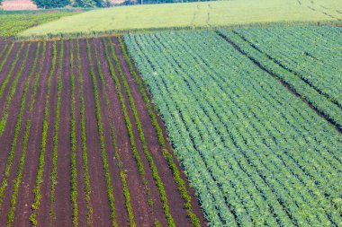 Closeup summer fields