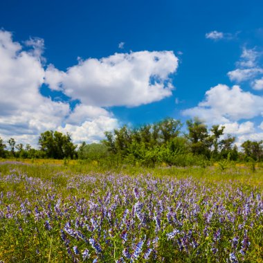 Summer prairie scene
