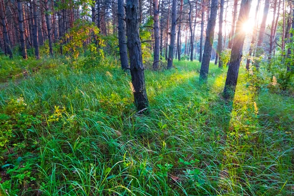 Sera scena foresta — Foto Stock