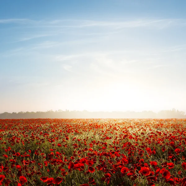 Red poppy field at the sunrise — Stock Photo, Image