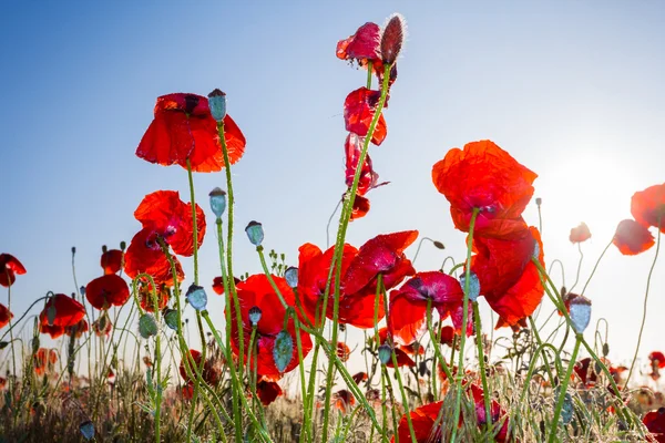 Red poppies at the sunny day — Stock Photo, Image