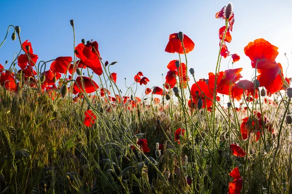 Beautiful red poppy field — Stock Photo, Image