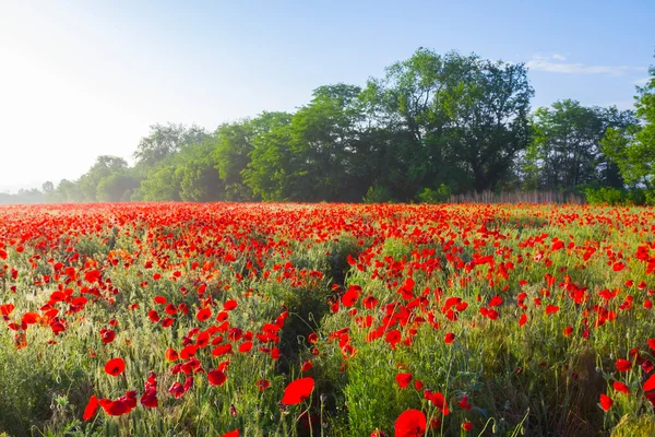 Am frühen Morgen rotes Mohnfeld — Stockfoto