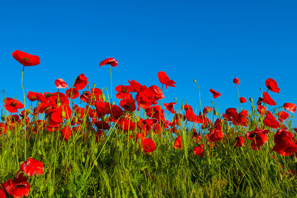 Closeup red poppies