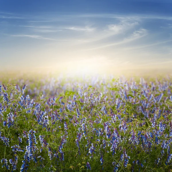 Sunset over a flowered prairie — ストック写真