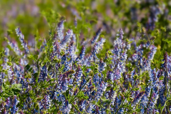 Lindas flores closeup violeta — Fotografia de Stock