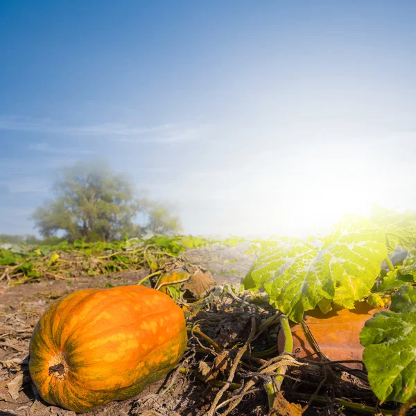 Closeup orange ripen pumpkins — Stock Photo, Image