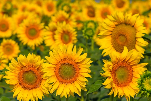 Closeup sunflowers — Stock Photo, Image