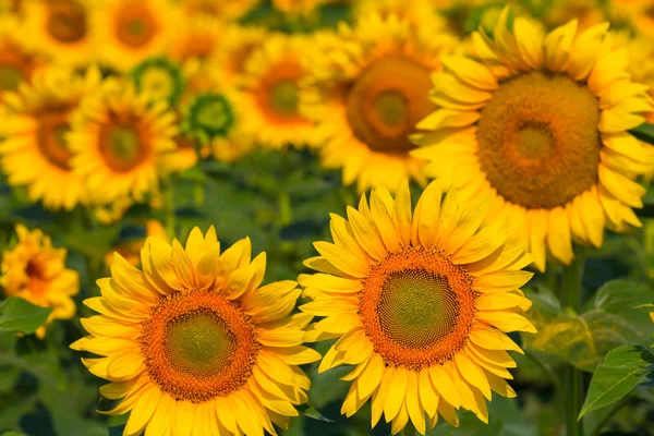 Sunflowers background — Stock Photo, Image