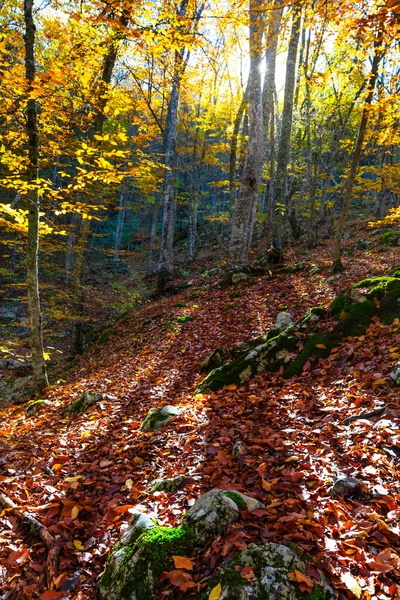 Herfst bos scène — Stockfoto