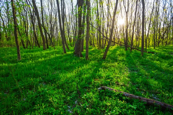 Schöne sommerliche Waldlandschaft — Stockfoto