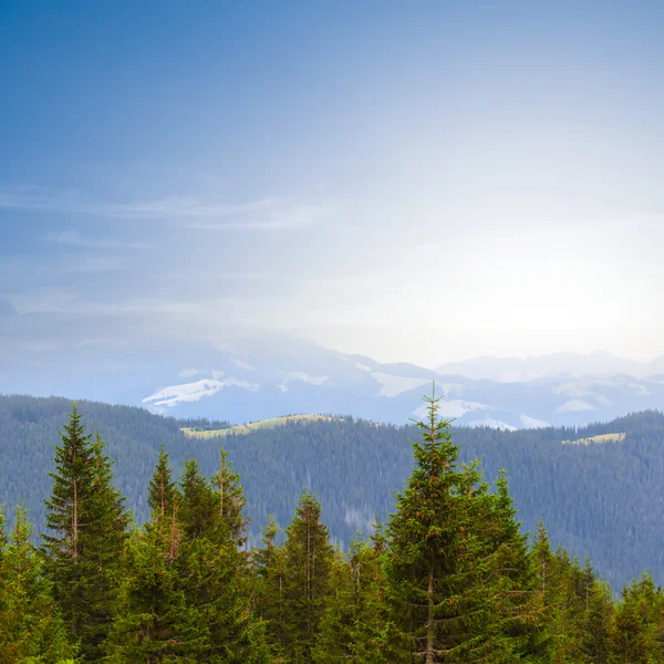 Forêt de montagne de pins au lever du soleil — Photo