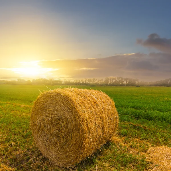 Campo de trigo de verano por la noche — Foto de Stock