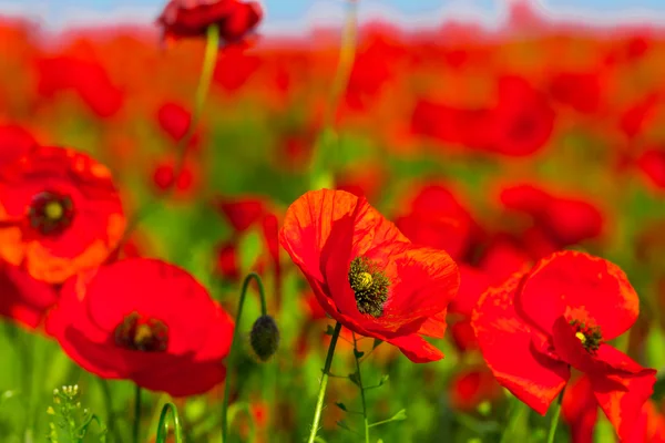 Closeup red poppies — Stock Photo, Image