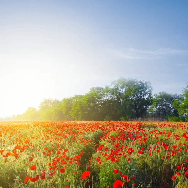 Scena rurale del mattino presto — Foto Stock