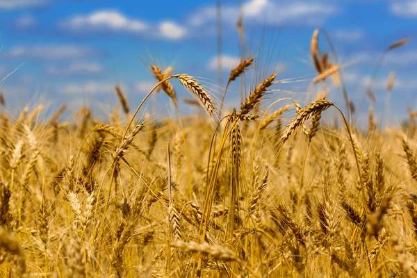 Summer wheat field Royalty Free Stock Photos