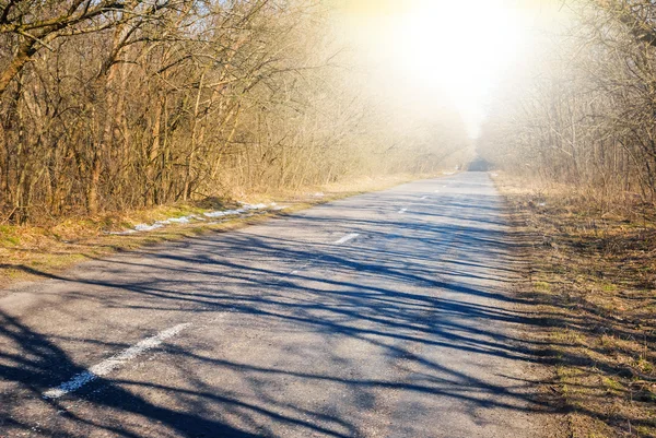 Strada attraverso una foresta — Foto Stock