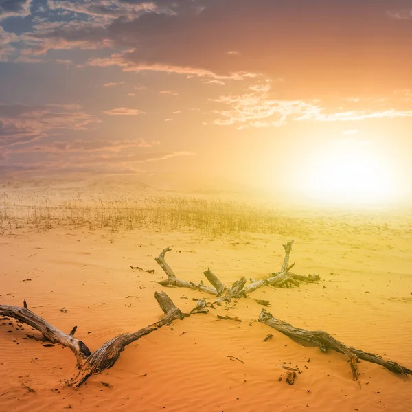 Puesta de sol sobre un desierto de arena — Foto de Stock