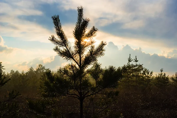夕方、松の木の森 — ストック写真