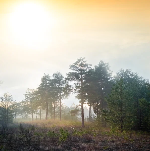 Forêt tranquille le soir — Photo