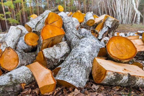 Heap of birch logs