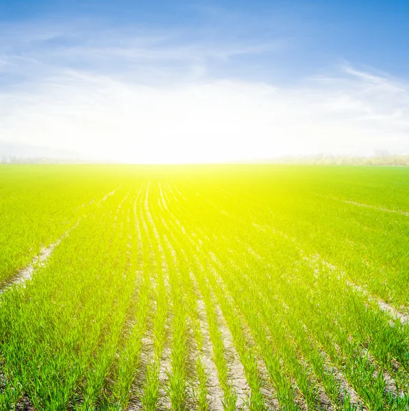 Summer green field landscape — Stock Photo, Image