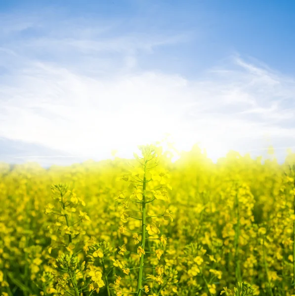 Campo de violación amarillo —  Fotos de Stock