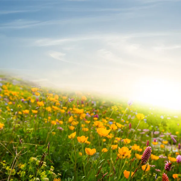 Fiori su un pendio verde collina — Foto Stock