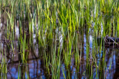 Tatlı sular altında çim