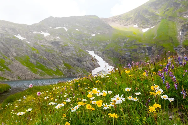 Dağa vadide bir çiçek — Stok fotoğraf