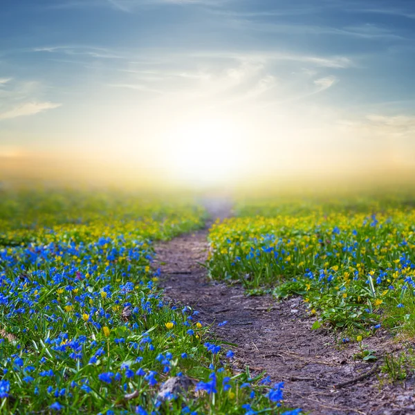 Campo fiorito al tramonto — Foto Stock