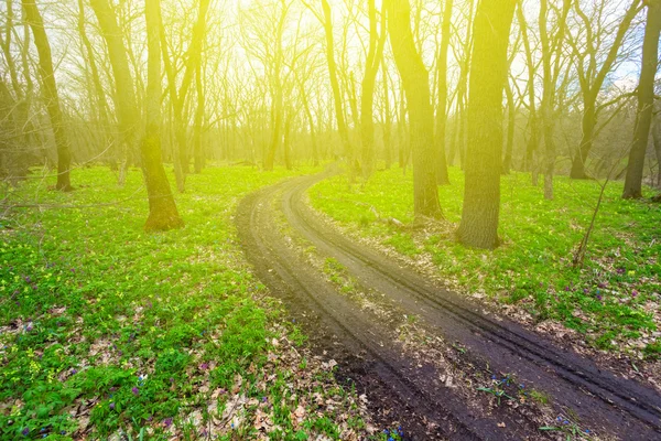 Été vert forêt clairière — Photo