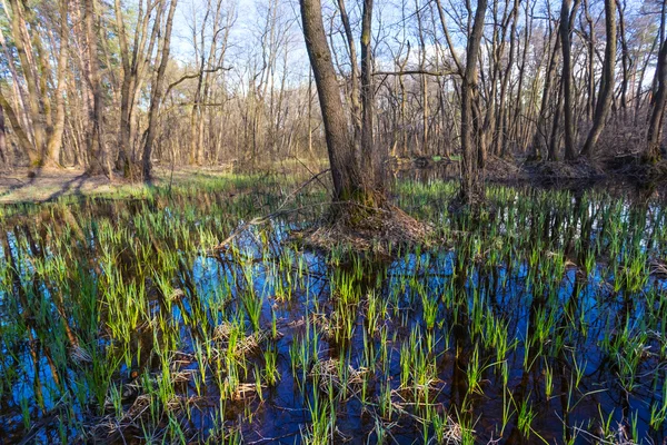 Overstroomd bos — Stockfoto