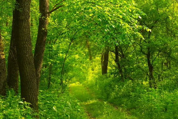 Green summer forest scene — Stock Photo, Image