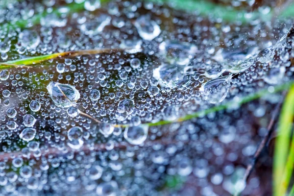 Spider web in a water drops — Stock Photo, Image