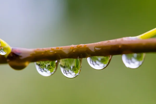 Primer plano rama de árbol en gotas de agua —  Fotos de Stock