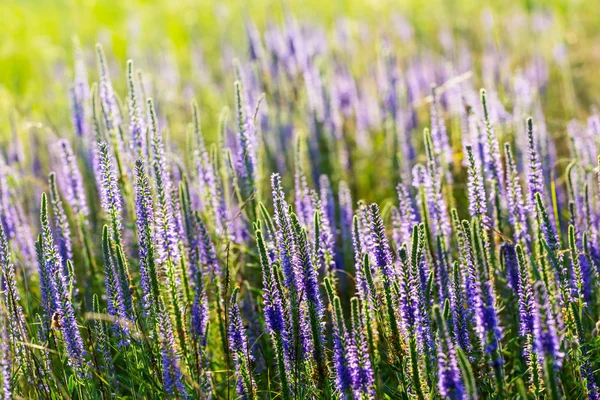 Närbild violetta blommor — Stockfoto