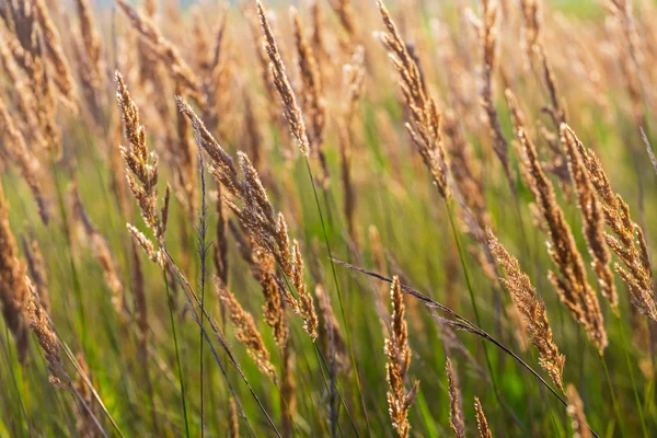 Närbild prairie gräs — Stockfoto