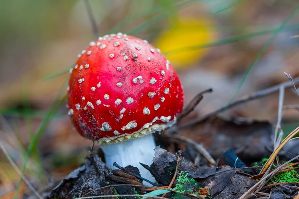 Closeup beautiful flyagaric mushroom — Stock Photo, Image