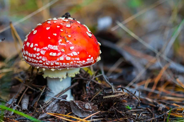 Hermoso hongo flyagaric — Foto de Stock