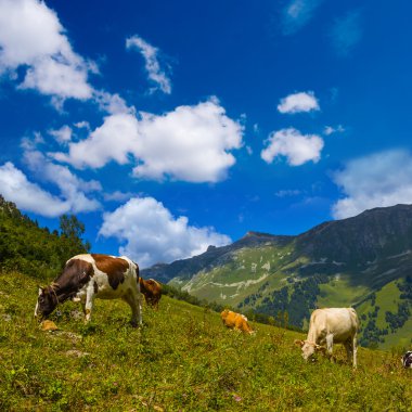 Yeşil dağ mera üzerinde ineklerin