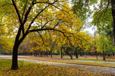 sonbahar orman sahne