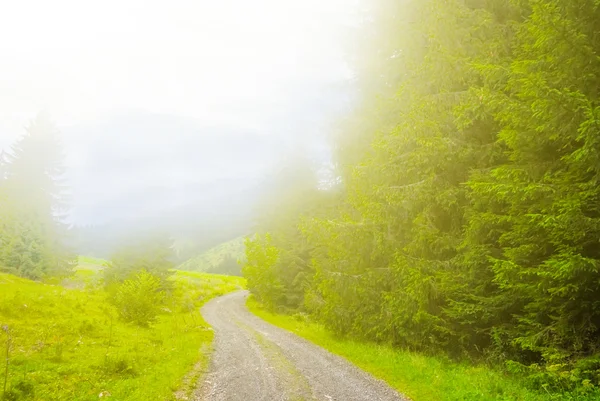 Verde foresta scena — Foto Stock