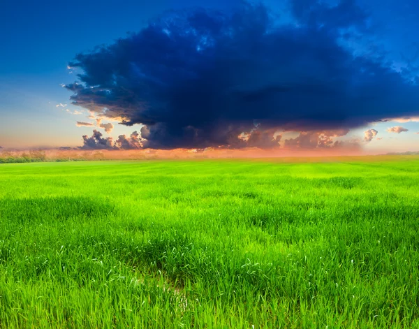 Green summer fields — Stock Photo, Image