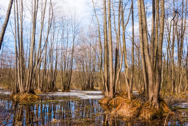 Overstroomd bos — Stockfoto