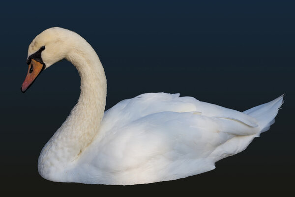 closeup white swan