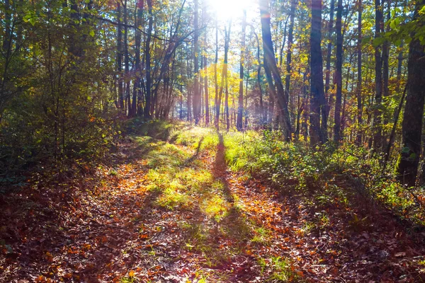 Autunno foresta soleggiata — Foto Stock