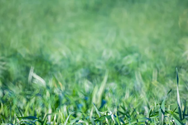 Primer plano verde hierba fondo — Foto de Stock
